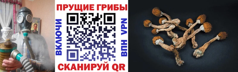 Псилоцибиновые грибы Magic Shrooms где найти Ардатов
